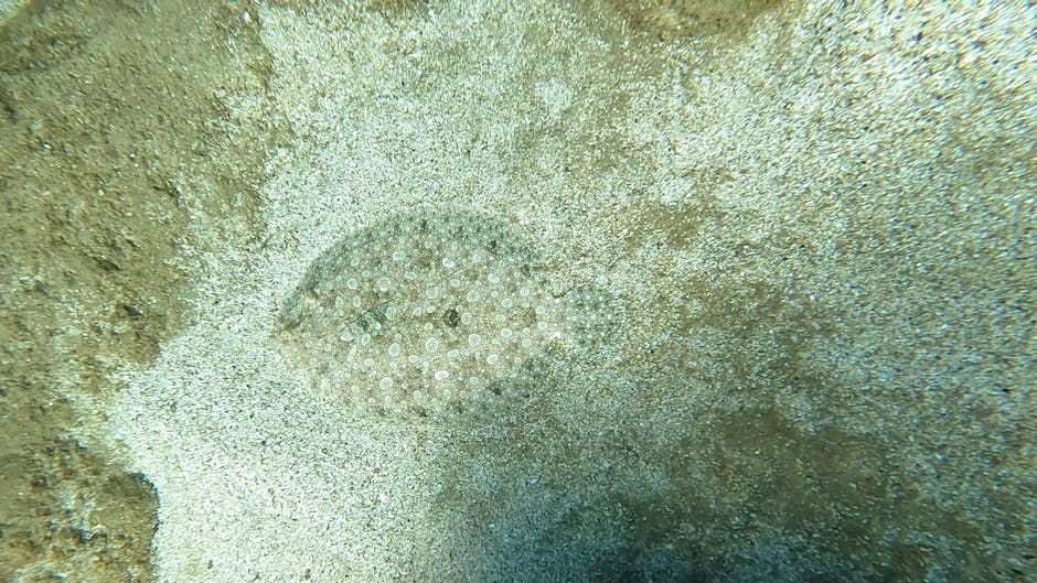 A close-up underwater photograph displaying a dark-colored sea urchin with numerous white spines arranged in a radial pattern, situated on a sandy ocean floor. The surrounding sand is light beige with