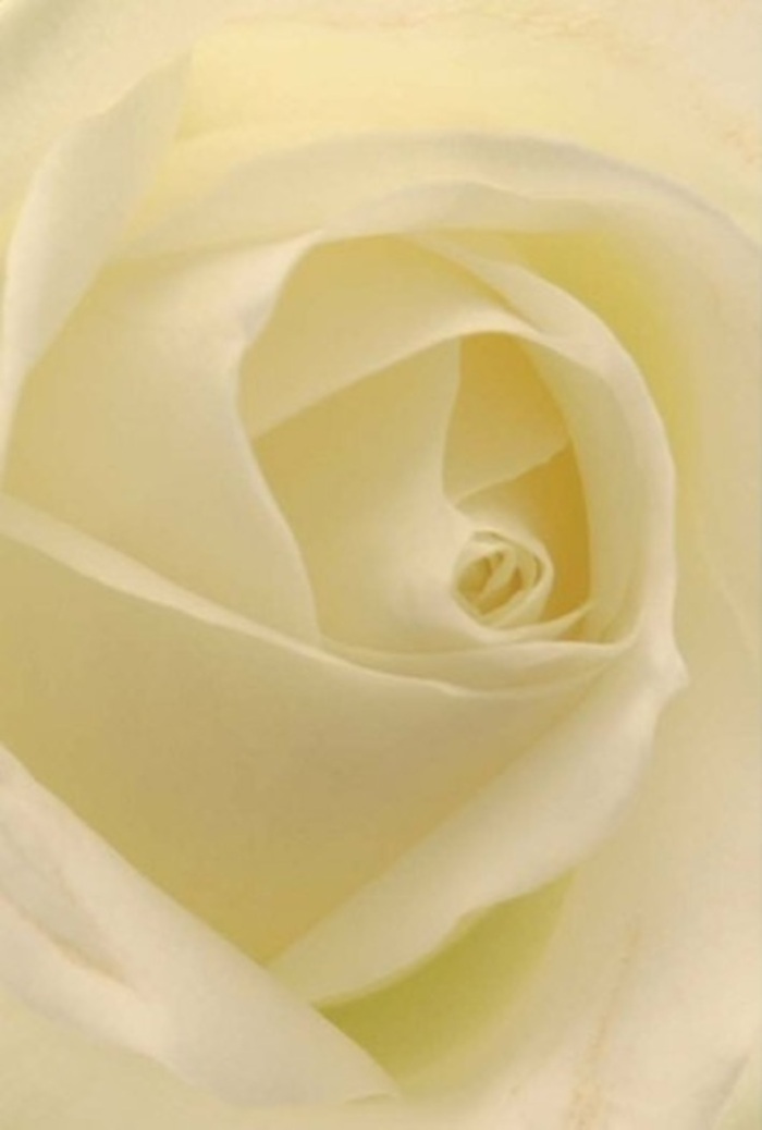 As you lean closer to this timeless white rose, styled with a florist's expert touch in Cricklewood, the scene becomes one of composed tranquility and sophisticated beauty. The petals, creamy ivory and arranged in gentle, seamless layers, seem almost to glow under the diffused city light filtering in from Cricklewood Broadway. Their spiral formation draws the eye to the heart of the bloom, where whispers of resilience and quiet joy meet. Each fragile outer petal, tinged with the faintest shades of pearl, embodies the harmony that local florists strive for-capturing both the resilience and tender vulnerability of life in the community. The gentle play of shadow and luminance recalls peaceful walks through Fortune Green, the flower radiating a wordless promise of comfort and respect. Such a rose is chosen for moments of genuine emotion: to apologise sincerely, to honour a significant anniversary, or to express sympathy when words fall short. A delicate fragrance floats in the imagined air, hinting at the fresh, cared-for blooms that are a hallmark of local delivery across Cricklewood. This floral composition, subtle yet evocative, is a tribute to the enduring beauty found in the everyday moments of the neighbourhood.